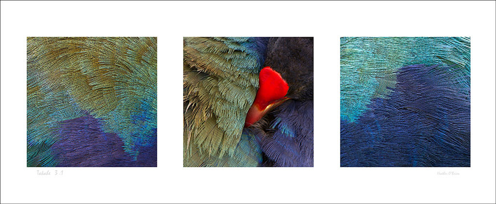 Heather O'Brien Photography New Zealand